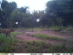 Leptailurus serval serval