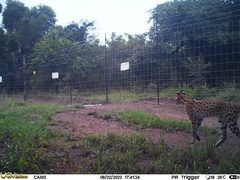 Leptailurus serval serval