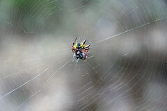 Austracantha