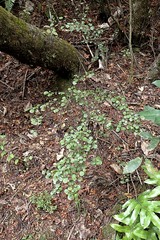 Helichrysum lanceolatum