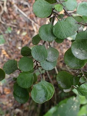 Helichrysum lanceolatum