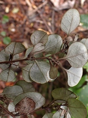 Helichrysum lanceolatum