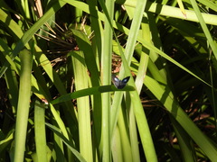 Eirmocides consimilis