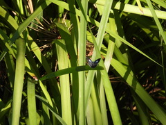 Eirmocides consimilis