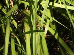 Eirmocides consimilis