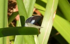 Eirmocides consimilis