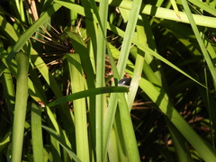 Eirmocides consimilis