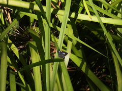 Eirmocides consimilis