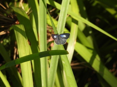 Eirmocides consimilis