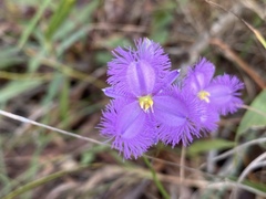 Thysanotus banksii