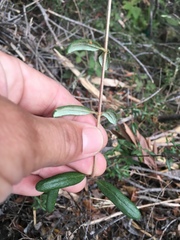 Lonicera subspicata subspicata