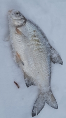 Blicca bjoerkna