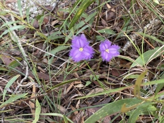 Thysanotus banksii