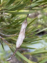 Stenocarpus angustifolius