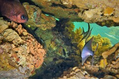 Pempheris multiradiata