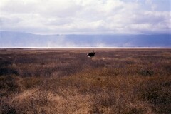 Struthio camelus massaicus