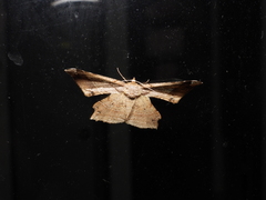 Krananda latimarginaria