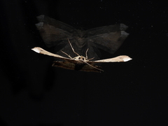 Krananda latimarginaria