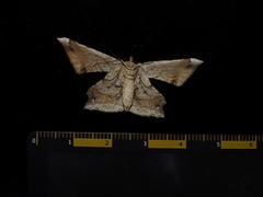 Krananda latimarginaria