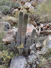 Euphorbia polygona