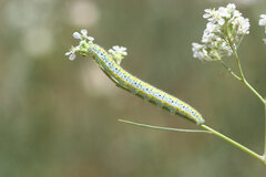 Euchloe ausonia taurica