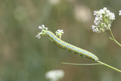 Euchloe ausonia taurica