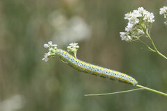 Euchloe ausonia taurica