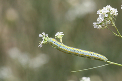 Euchloe ausonia taurica