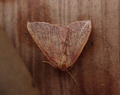 Cyclophora puppillaria