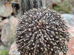 Euphorbia polygona