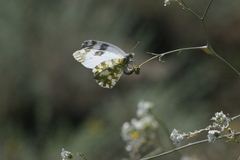 Euchloe ausonia taurica