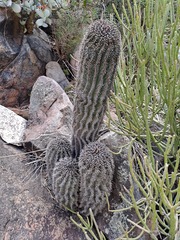 Euphorbia polygona