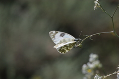 Euchloe ausonia taurica