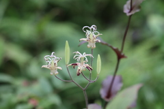 Tricyrtis maculata