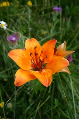 Lilium bulbiferum