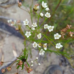 Platysace linearifolia
