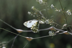 Euchloe ausonia taurica