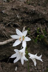 Paradisea liliastrum