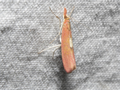 Canuza euspilella