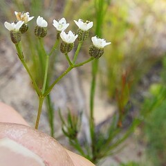 Platysace linearifolia