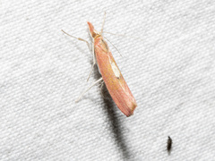 Canuza euspilella
