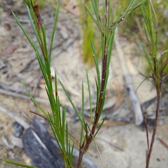 Platysace linearifolia