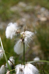 Eriophorum scheuchzeri