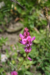 Onobrychis montana