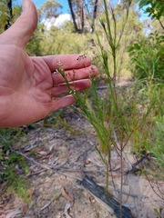 Platysace linearifolia