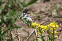 Euchloe ausonia taurica