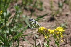Euchloe ausonia taurica