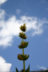 Gentiana lutea lutea