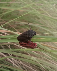 Mahanarva fimbriolata