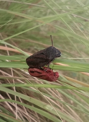 Mahanarva fimbriolata